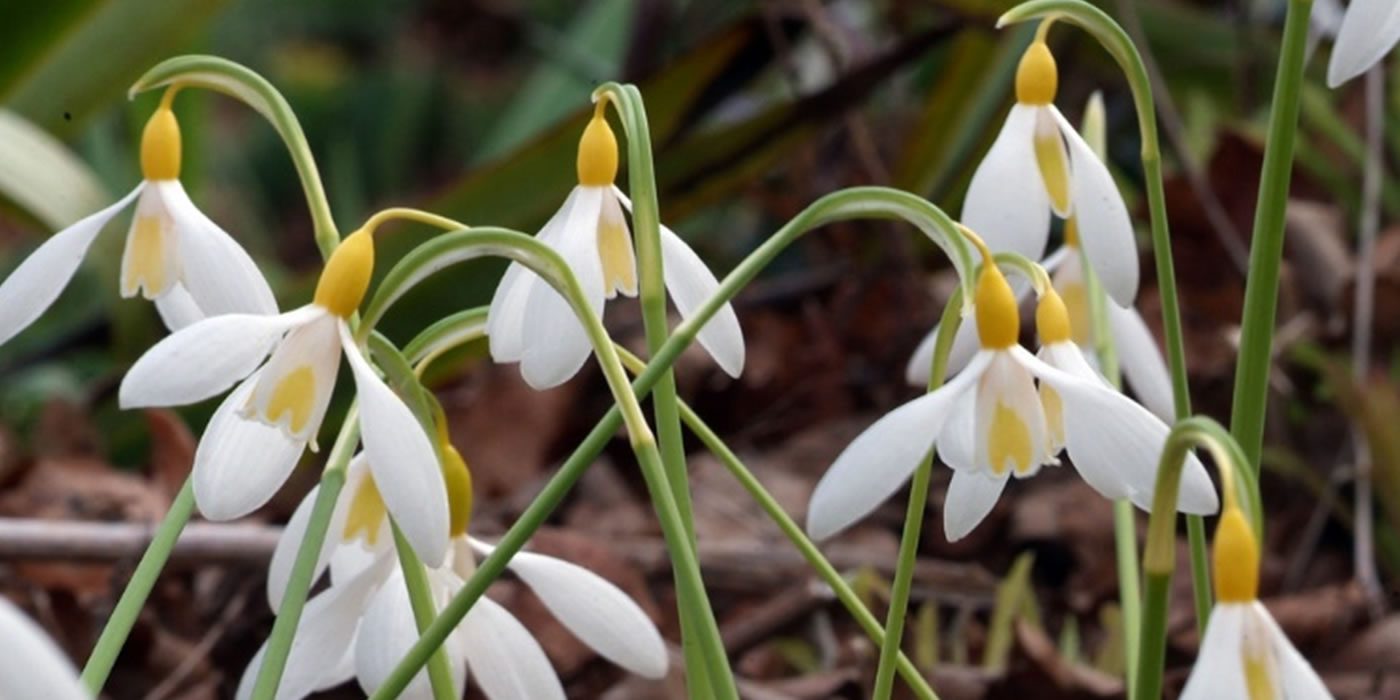 snowdrop festival | Cambo Gardens