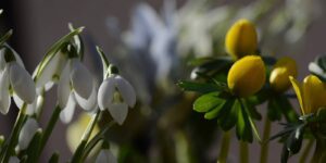 cambo snowdrops