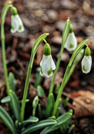 Galanthus plicatus 'Trym Seedling'