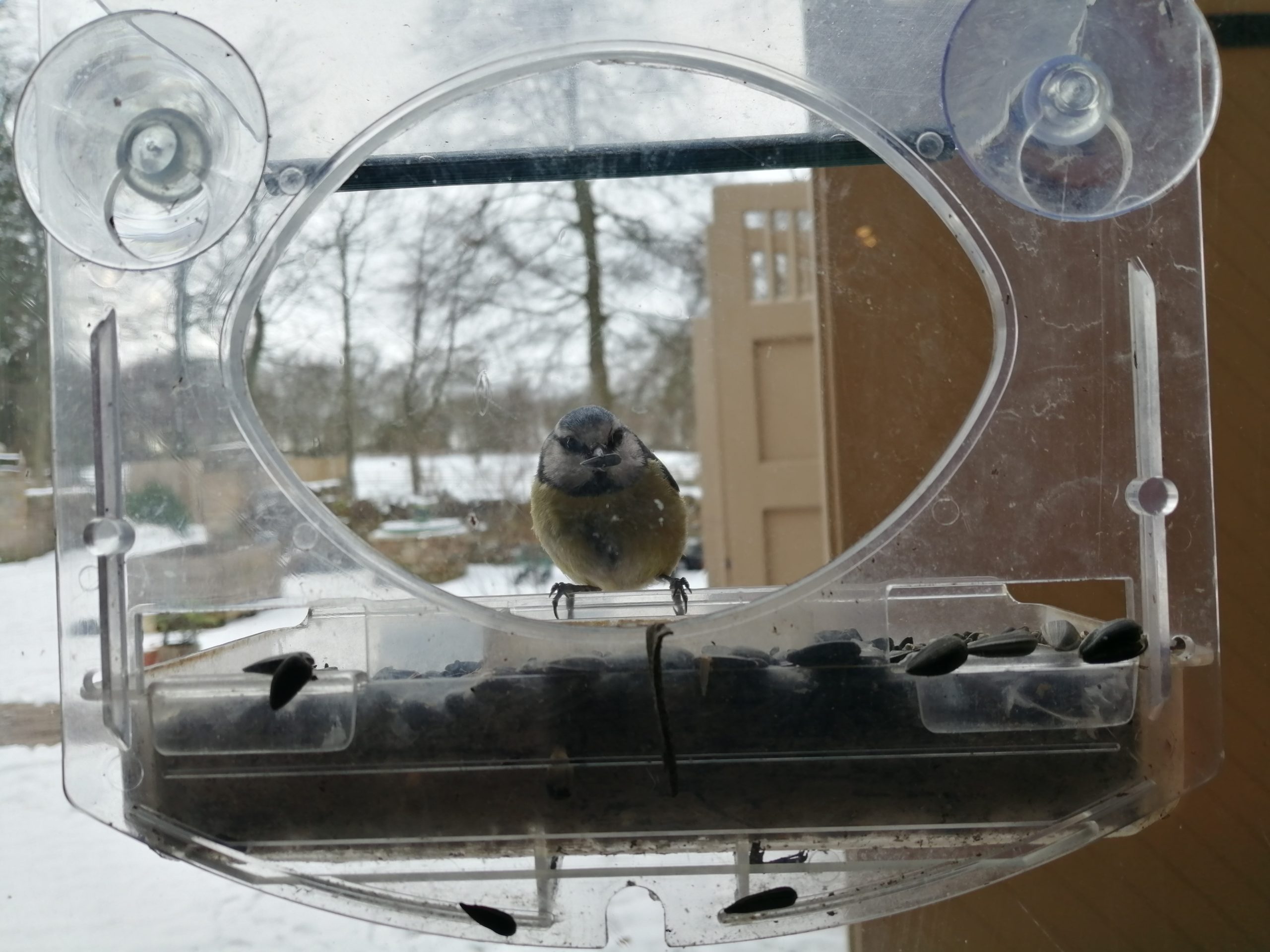 inside window bird feeder