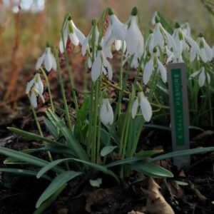 Galanthus plicatus 'Sally Pasmore'