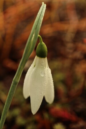 Galanthus elwesii 'Pyramid'