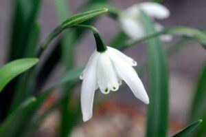 Galanthus 'Lady Beatrix Stanley'